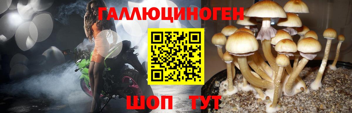 Псилоцибиновые грибы Psilocybine cubensis Урюпинск